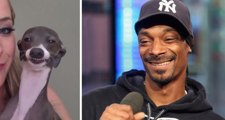 Famosos que parecen animales