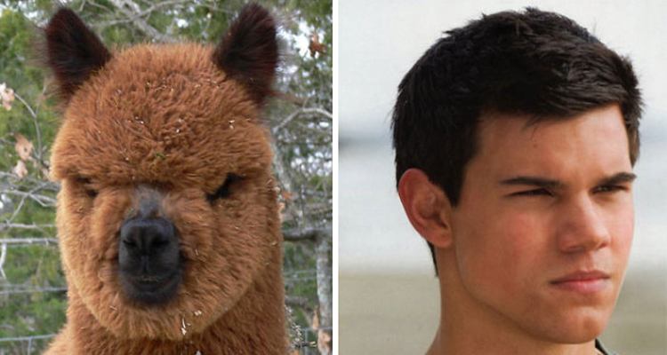 Famosos que parecen animales