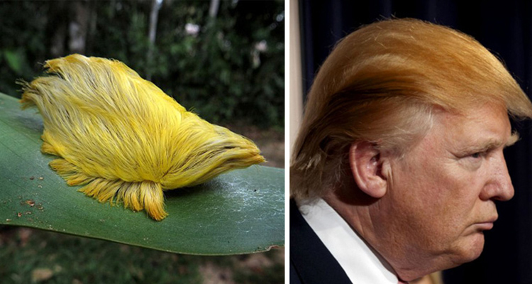 Famosos que parecen animales