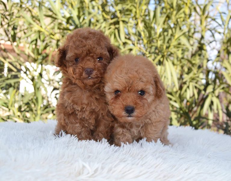 Gallumar, 30 años de experiencia en la cría exclusiva de Caniche Toy, Shih Tzu y Pomerania