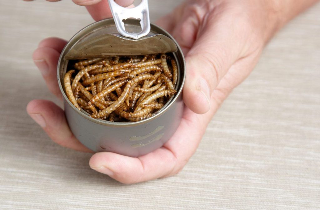 Alimentos elaborados a base de insectos