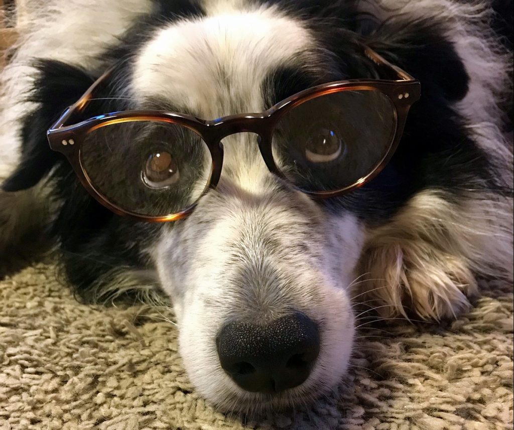 Así puedes saber si tu perro es inteligente o estúpido 74 inteligencia