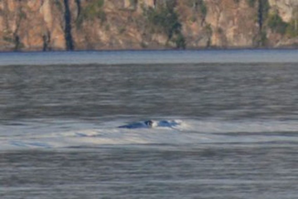 El Monstruo del Lago Nahuel Huapi