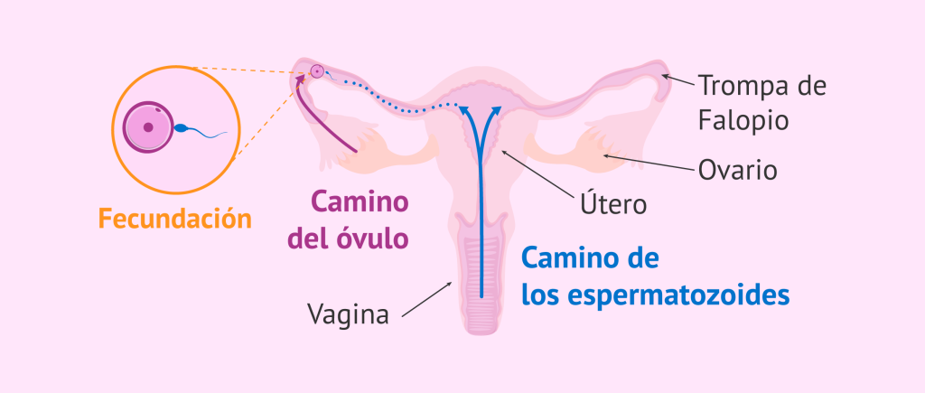 ¿Es posible quedarse embarazada en la menstruación? 79 ¿Es posible ovular con la regla y quedarse embarazada?