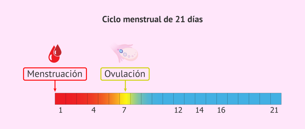 ¿Es posible quedarse embarazada en la menstruación? 81 ¿Puede haber embarazo cerca del periodo?