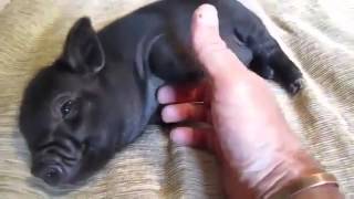 Este es el multazo que te puede caer por tener una mascota prohibida en España