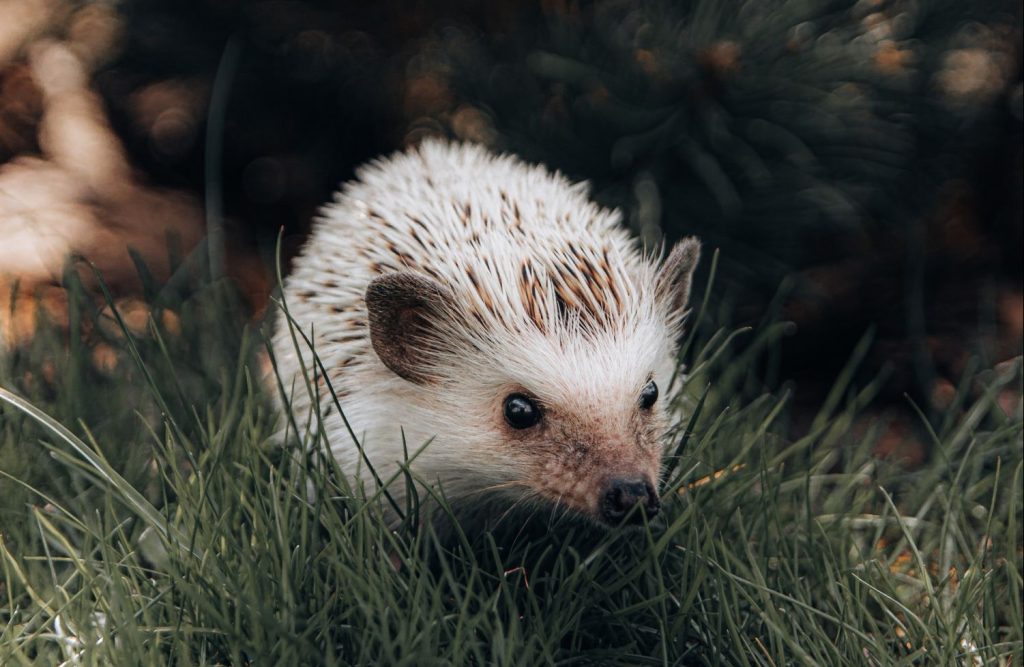 Este es el multazo que te puede caer por tener una mascota prohibida en España 135 Este es el multazo que te puede caer por tener una mascota prohibida en España