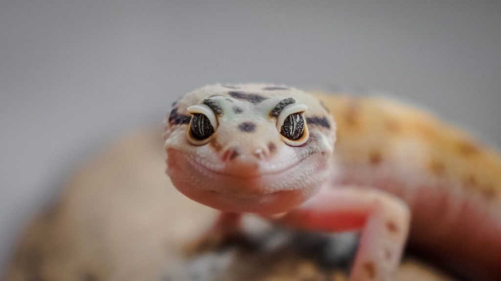 Este es el multazo que te puede caer por tener una mascota prohibida en España 137 Gecko