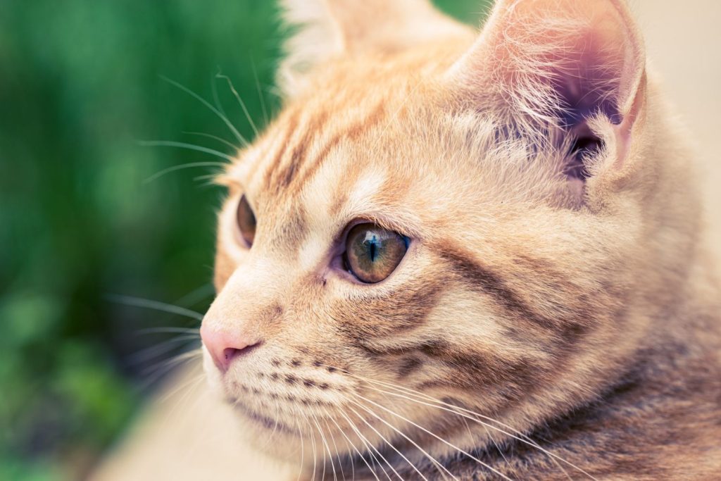 Este es el multazo que te puede caer por tener una mascota prohibida en España 130 Ley de Bienestar Animal