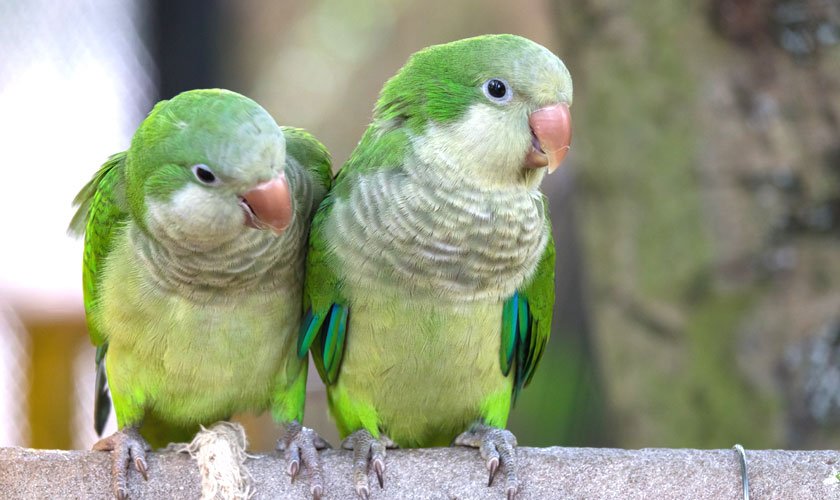 Este es el multazo que te puede caer por tener una mascota prohibida en España