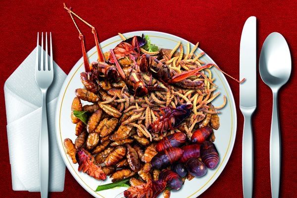 Europa y el consumo de insectos