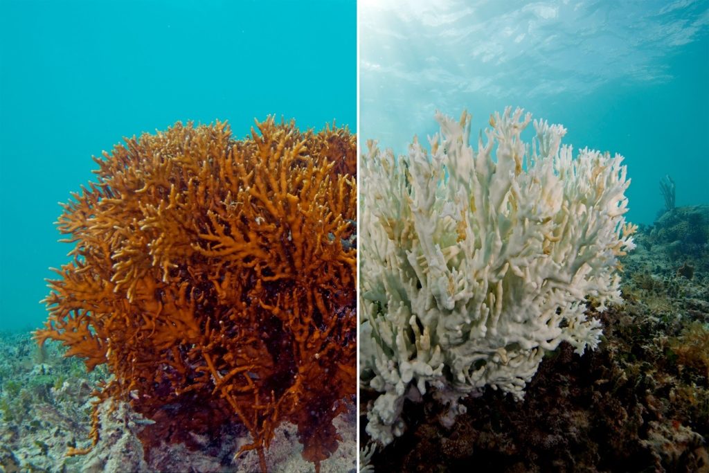 ¿Cómo afecta el cambio climático a los arrecifes de coral?