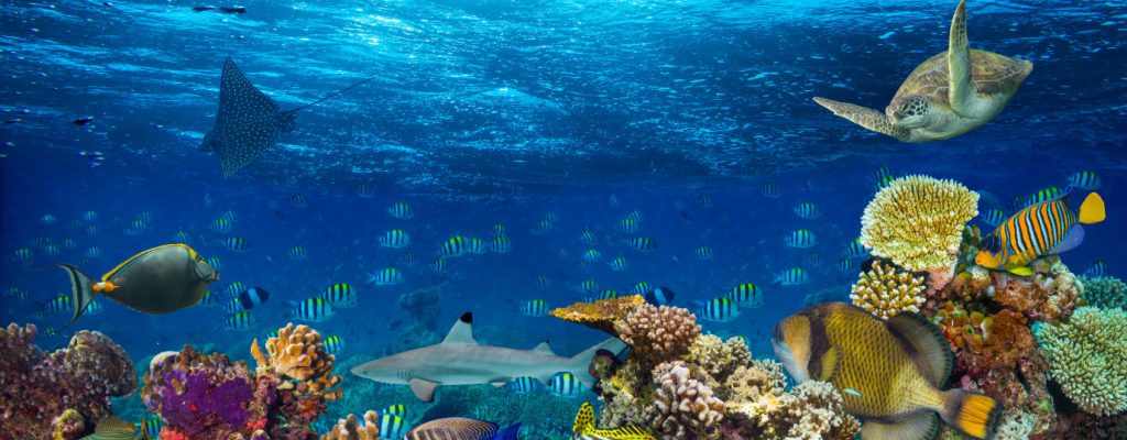 ¿Qué porcentaje del océano son zonas marinas protegidas?