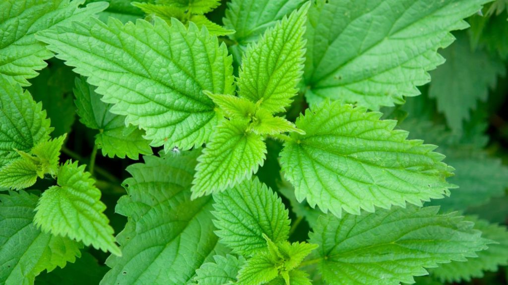 Los remedios naturales para no tener dolor y pasar de los analgésicos 64 Ortiga (Urtica dioica)
