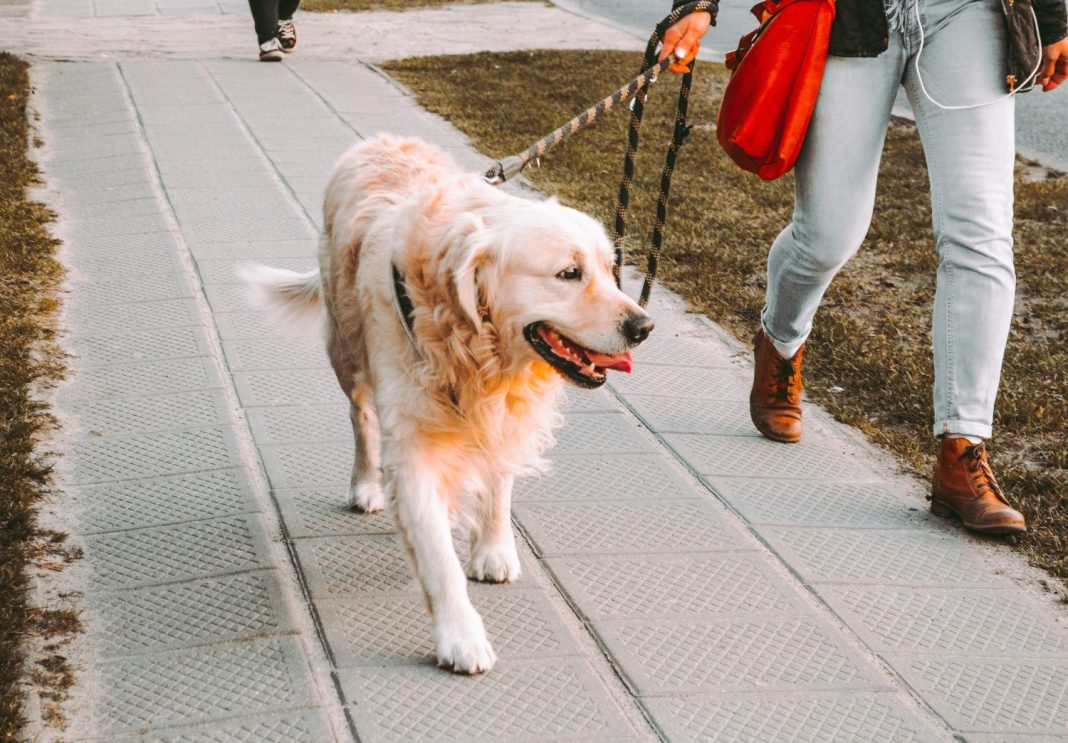 ordenanza pasear perros
