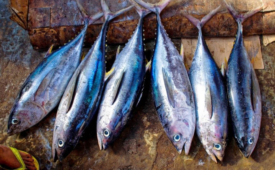 ¡Alerta importante de la OCU! Estos son los 2 pescados que debes evitar comprar en el supermercado