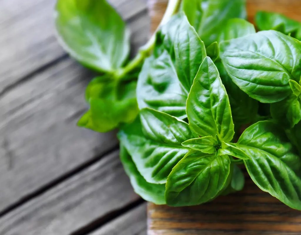 Primer paso Separa y limpia las hojas de albahaca