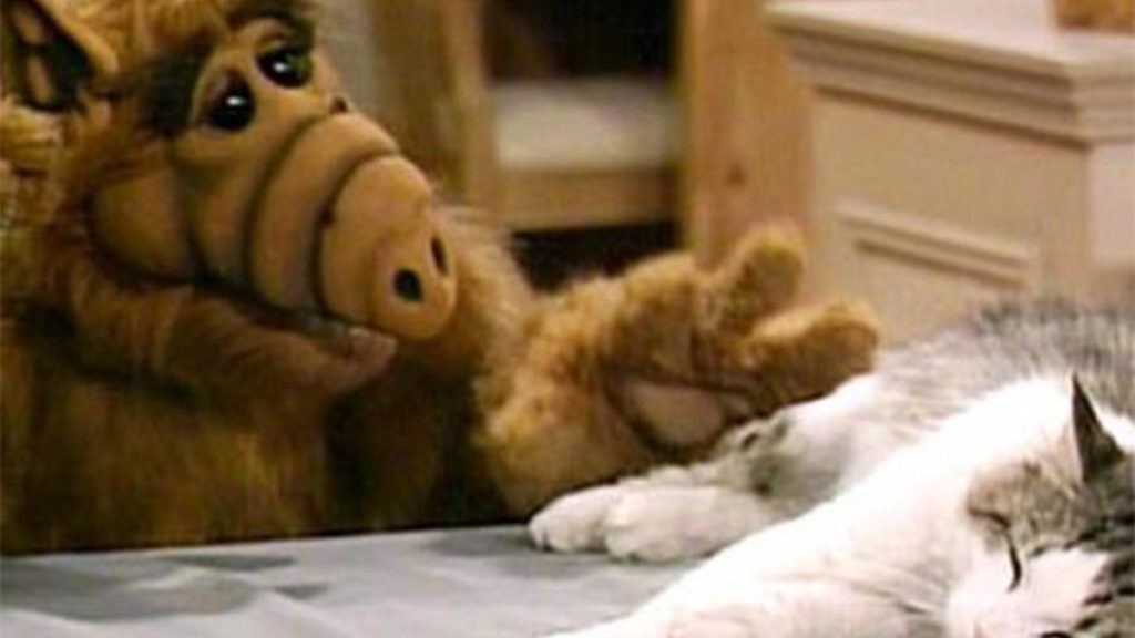 Terminó por amar a los gatos