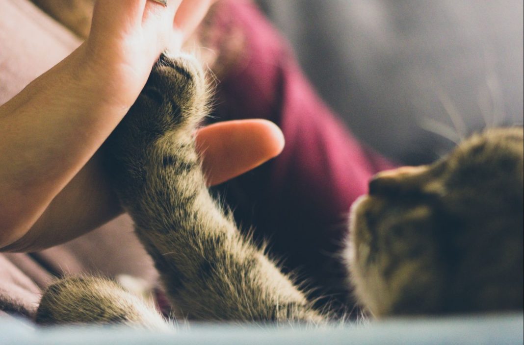 Seguros para mascotas ¿en qué consisten y hasta qué punto merecen la pena