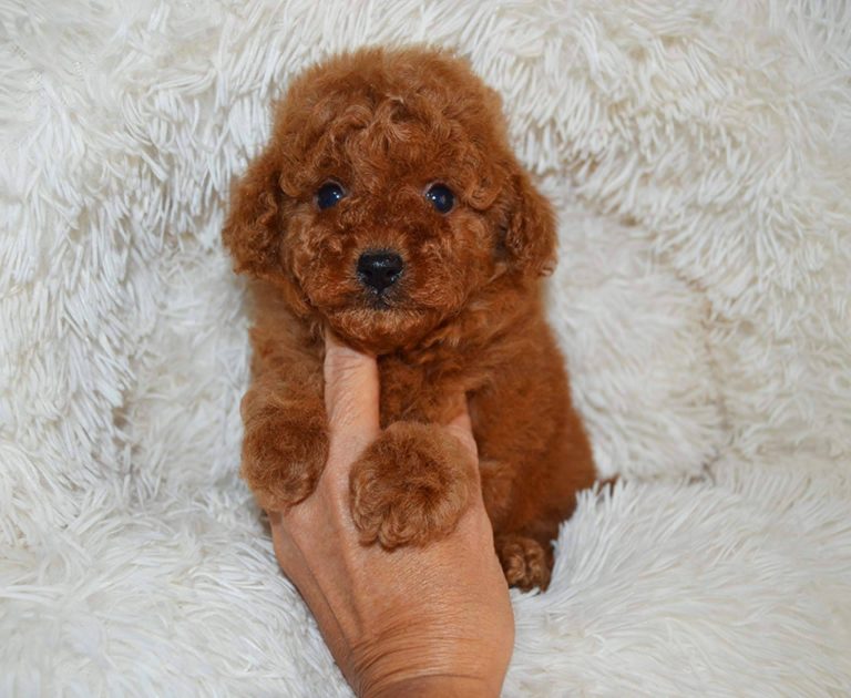 La importancia de la alimentación y la educación de los perros, con Gallumar