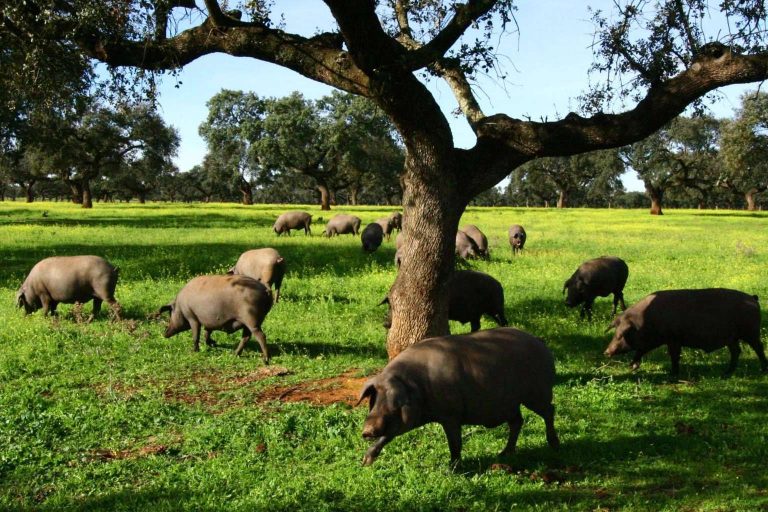 ¿Por qué es tan caro el jamón de bellota?, con País de Quercus