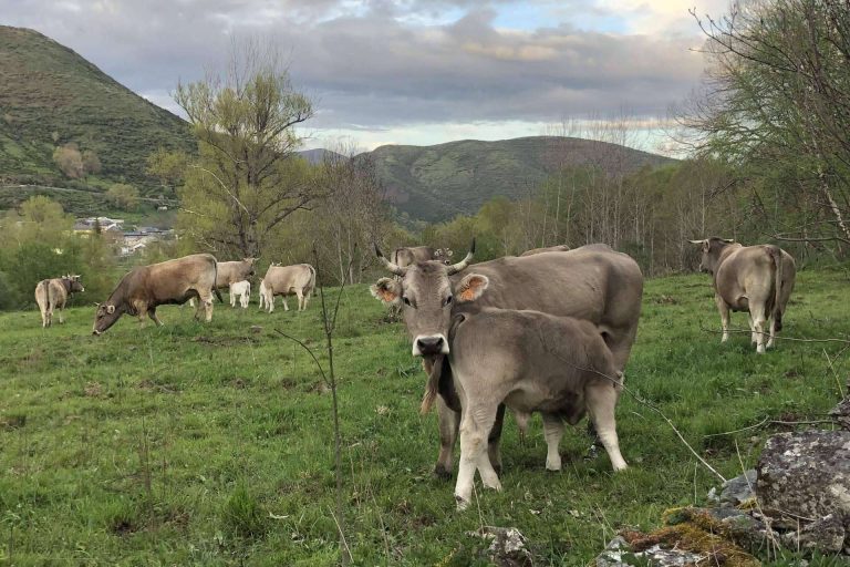Los productos de alta calidad que ofrece Tu Ternera en Casa para alimentarse de forma saludable