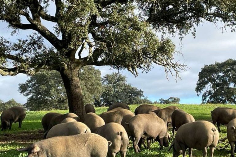 Ovipor, productos ibéricos y bienestar animal
