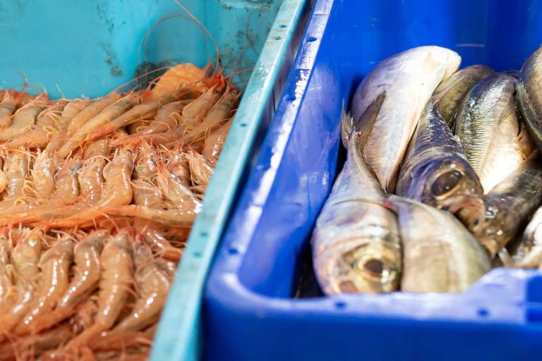 Marisco fresco muy delicioso, disponible en Lonja de Ayamonte