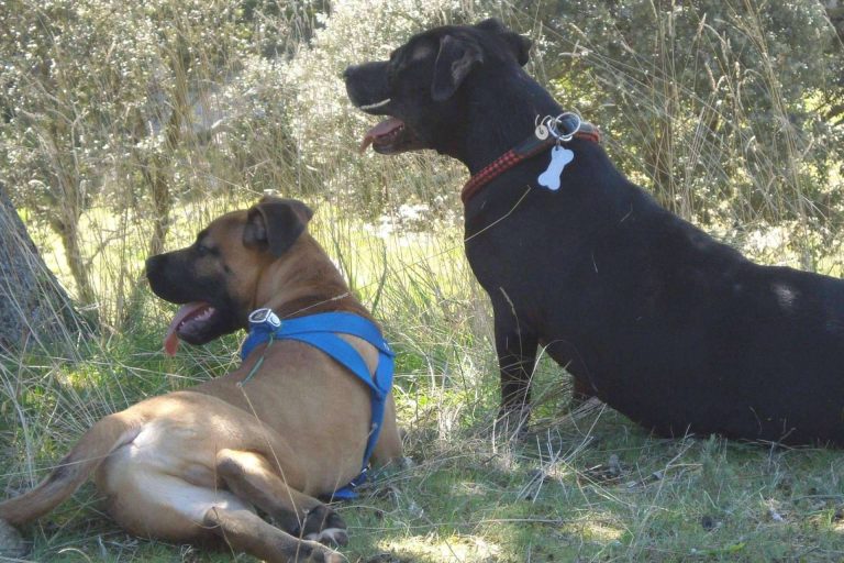 Los amantes de los animales pueden disfrutar de PERROBUENO, una guardería de día