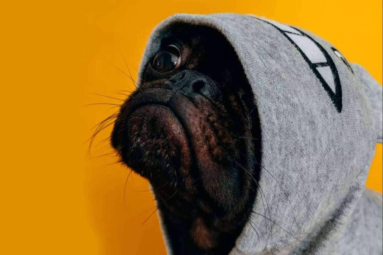 ¿Es bueno vestir a los perros?, según la Asociación Española de Perros de Apoyo