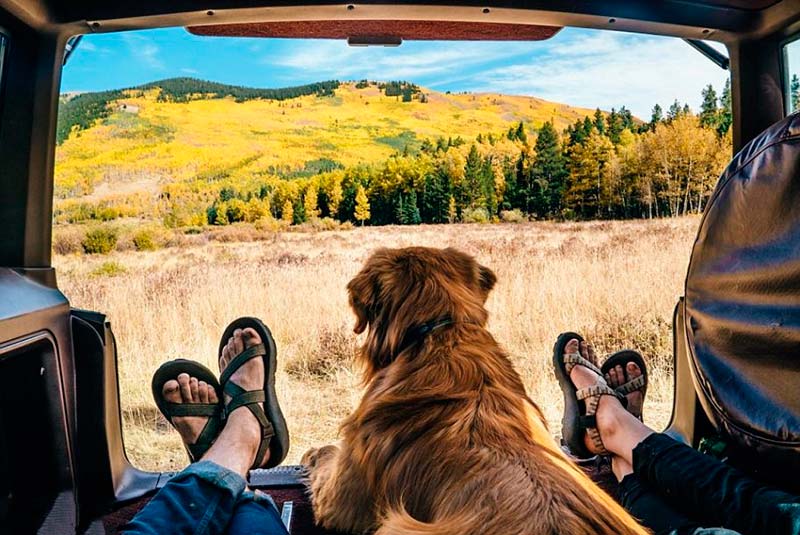 DGT: La mejor manera para transportar a tu mascota