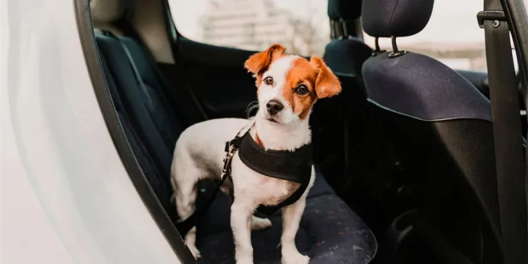 El multazo que te puede poner la DGT por llevar al perro en el coche