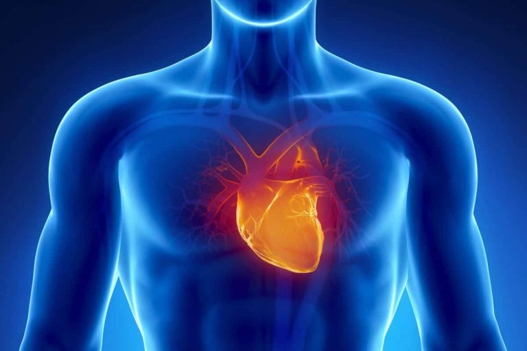 Descubren un nuevo factor de riesgo cardiovascular e identifica un fármaco que reduce sus efectos