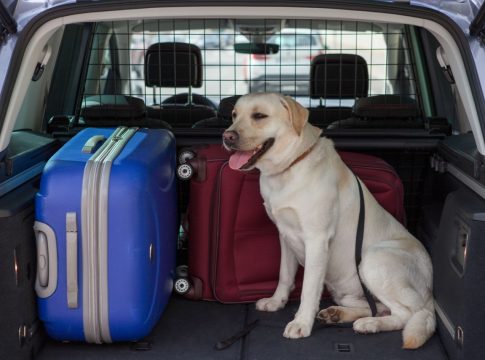viajar-perro-coche-5