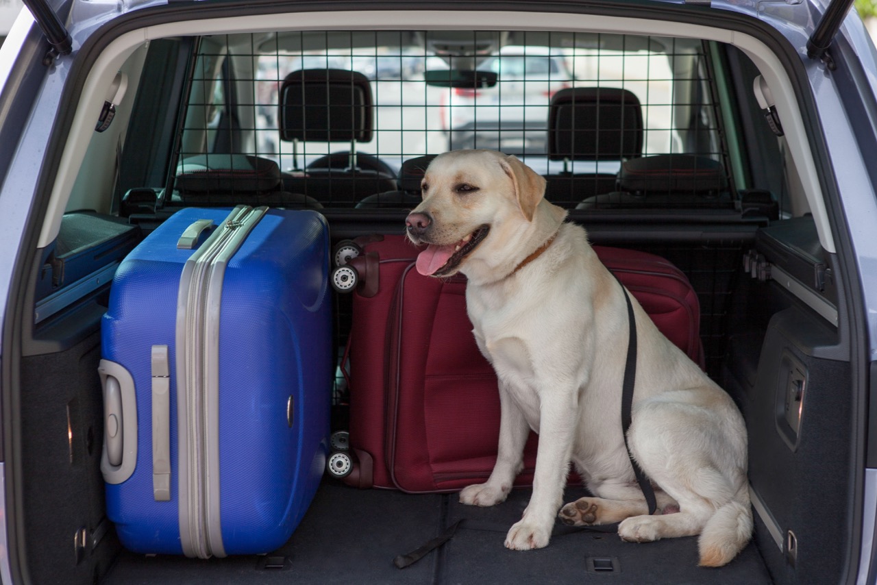 viajar-perro-coche-5