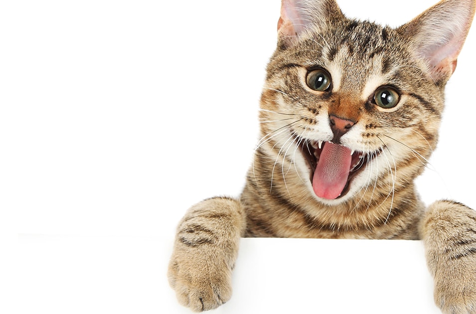 Adoptar un gato no es solo ponerle un lindo nombre