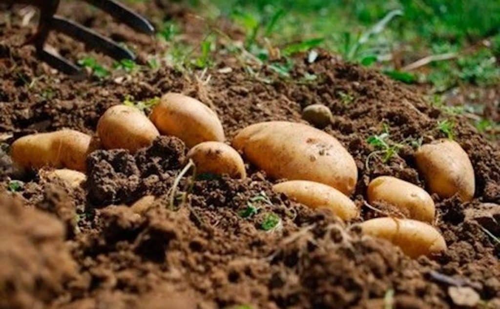 Berasategui te enseña a hacer un puré de patatas que está a otro nivel 5 Propiedades de la patata