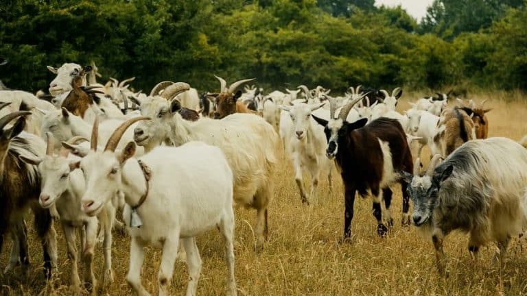 Las cabañuelas no sirven para predecir el tiempo