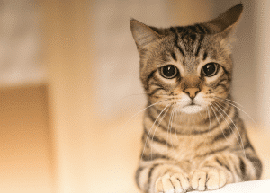 Los motivos por los que no deberías tener un gato en casa