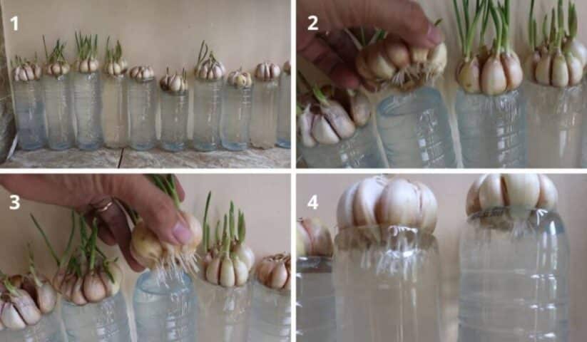 Es el ingrediente más común de nuestra dieta