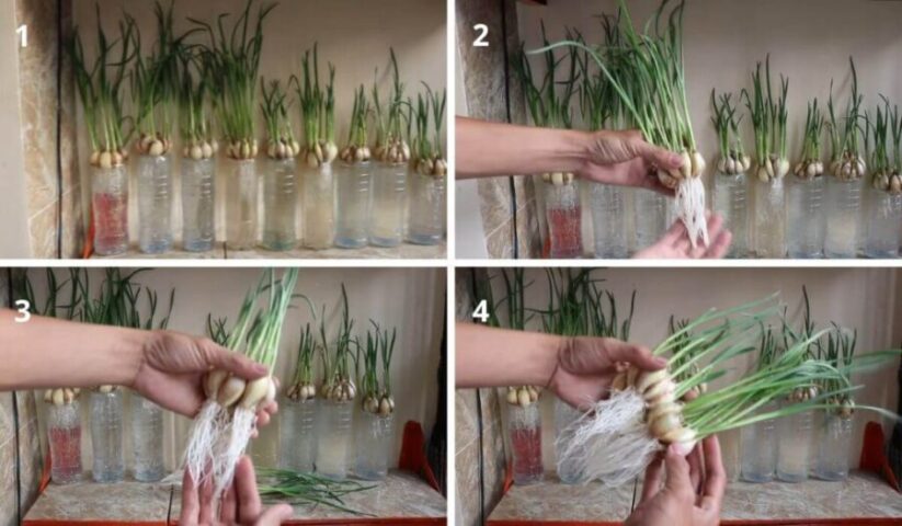 Paso 5 para cultivar ajo en casa