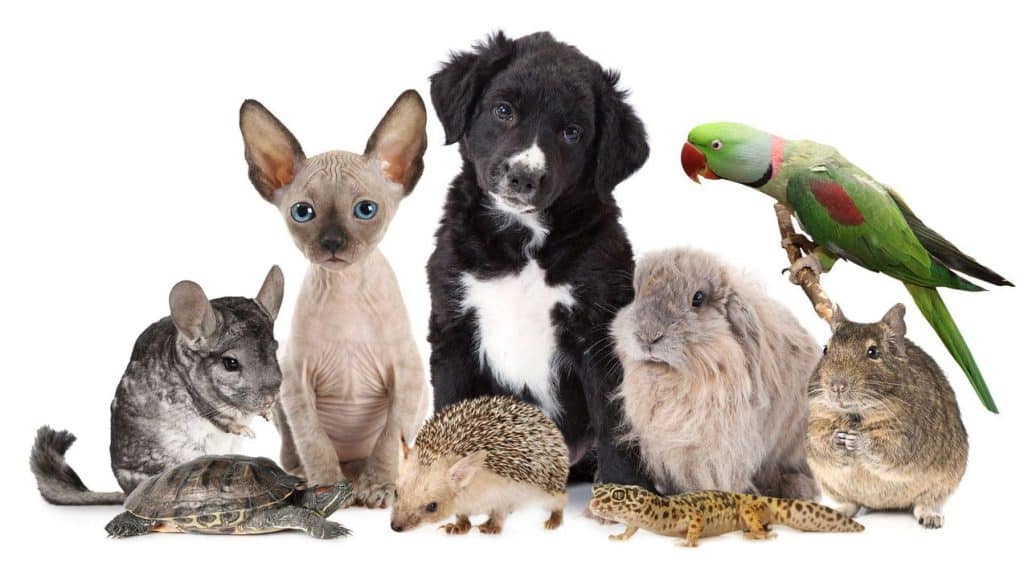 Este es el multazo que te pueden poner si tu mascota se queda embarazada 15 ¿Cuáles son las condiciones para tener una mascota en casa?