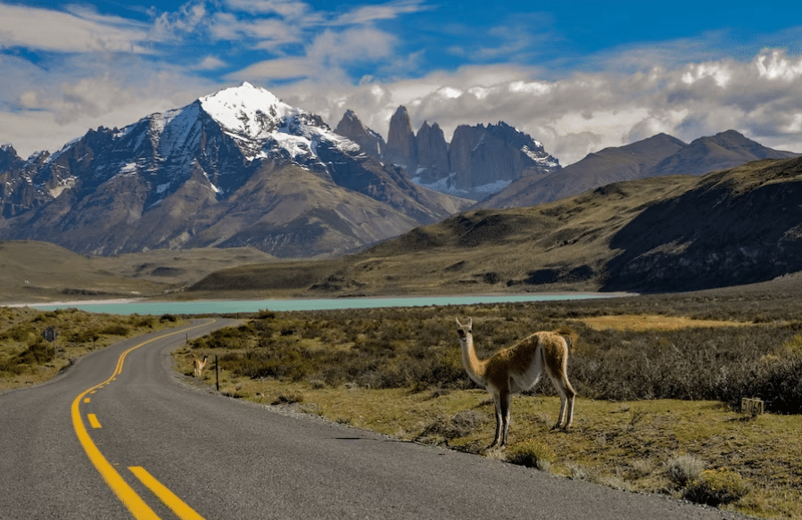 animal salvaje en la vía