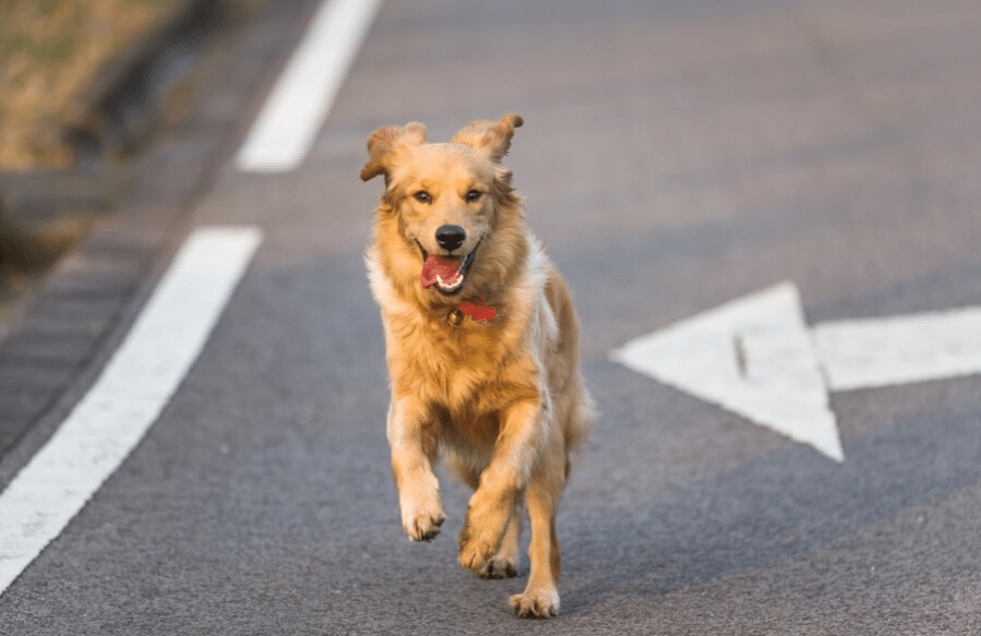perro en la vía