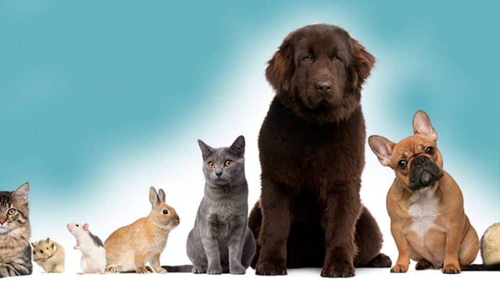 ¿Es necesario que realice un curso para poder tener un perro?
