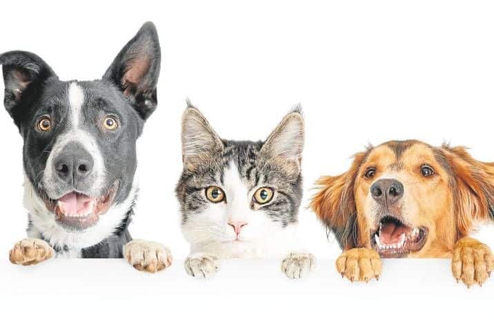 Este es el multazo que te pueden poner si tu mascota se queda embarazada