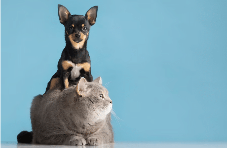Este es el multazo que te puedes llevar por dejar a tu perro o gato solo en casa