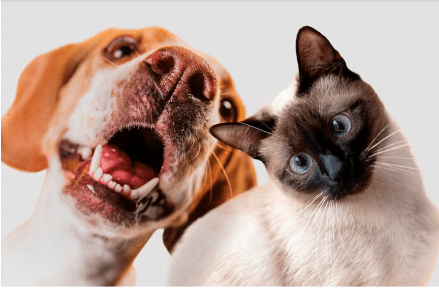 perro gato