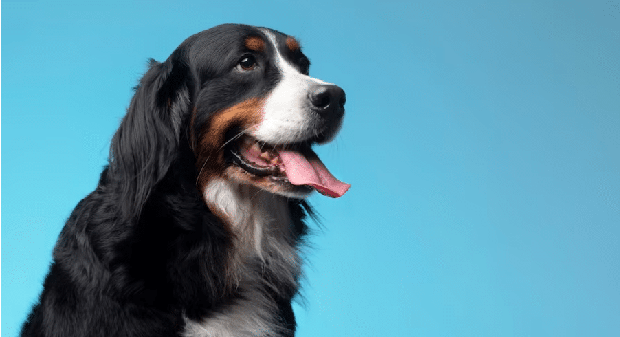 Este es el multazo que te puedes llevar por dejar a tu perro o gato solo en casa