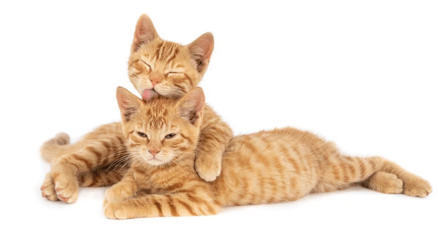 gato
